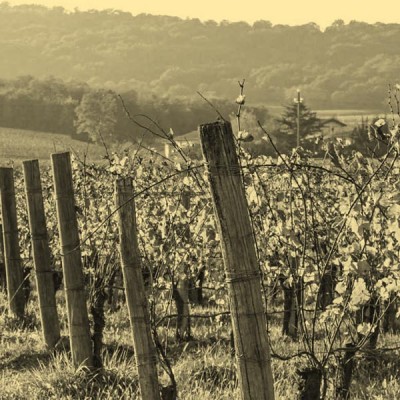 Rosati Côtes de Provence | Bwineshop.com