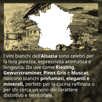 Vini Bianchi dell’Alsazia